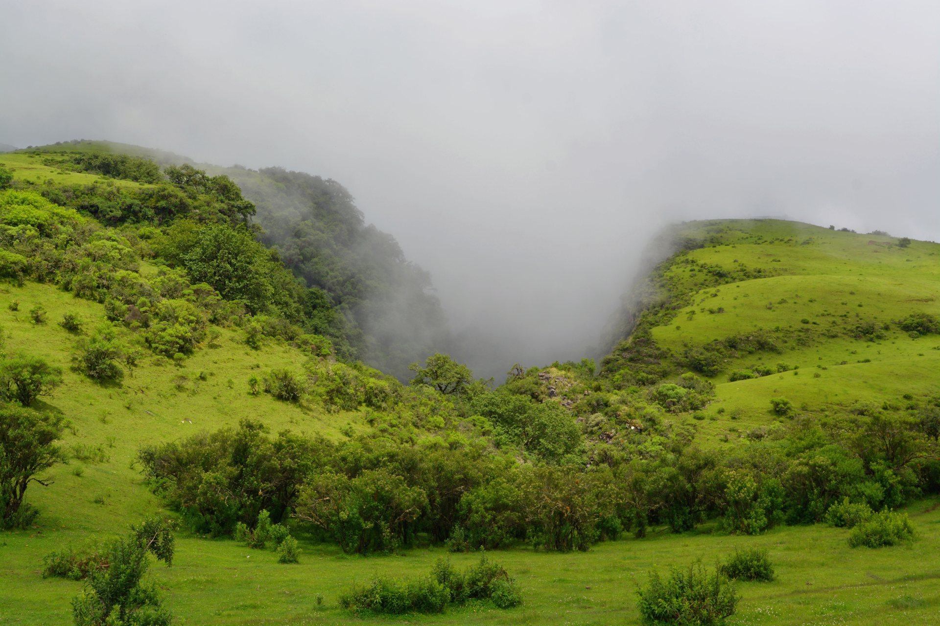Bosques nativos preservados en Jujuy - Conservación de Áreas Naturales Ledesma